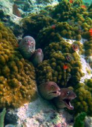 four morays
Key Largo, FL
canon s70, no strobes by Dylan Matheson 